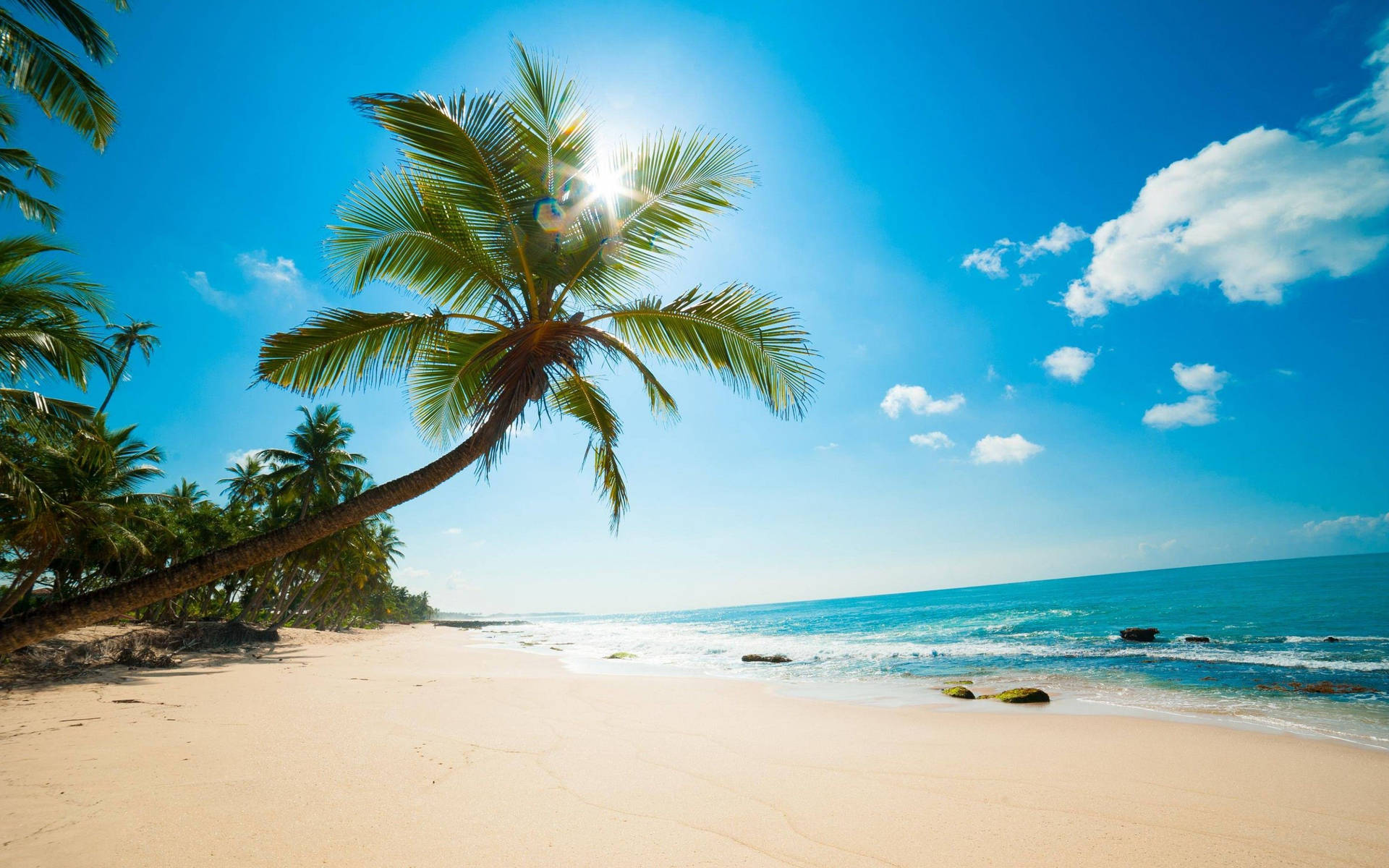 4k Beach Palm Tree Background