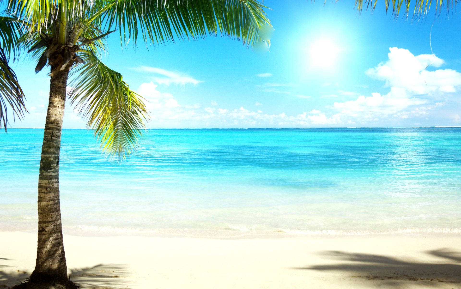 4k Beach With Coconut Tree Background