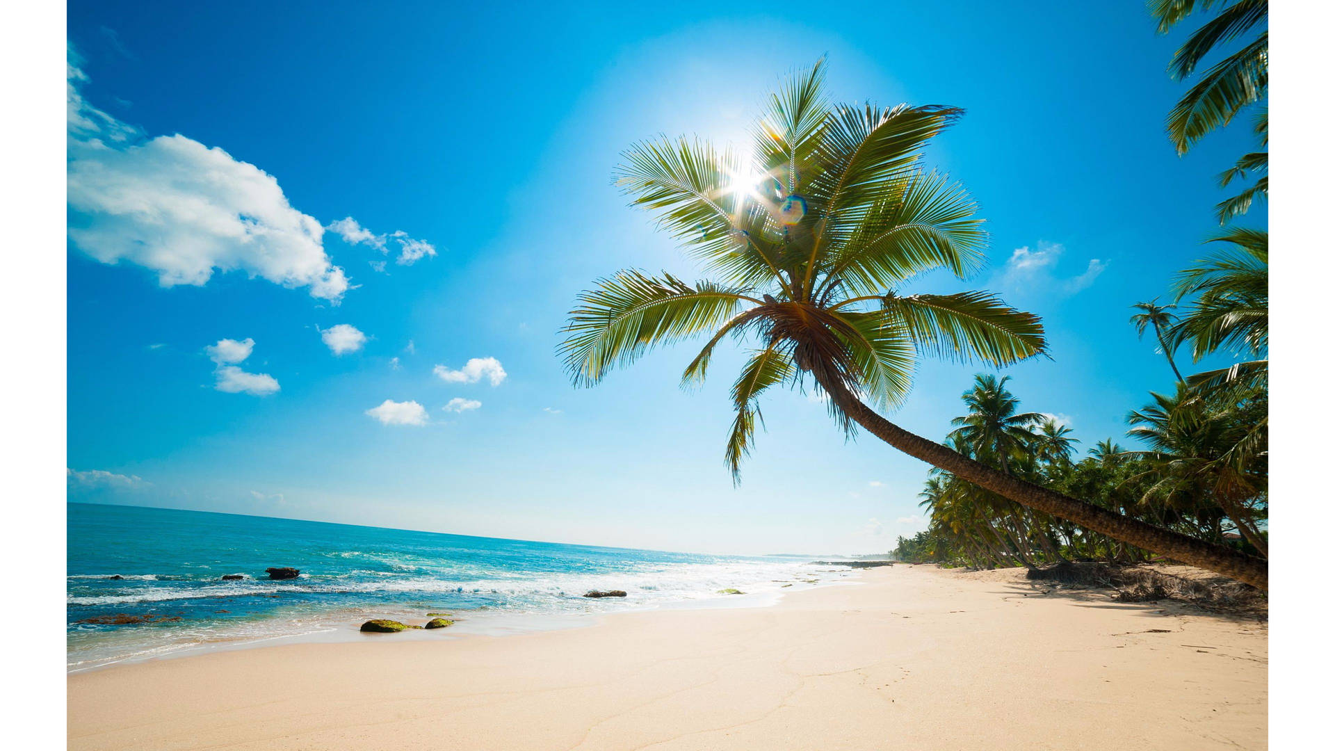 4k Beach With Hanging Tree Background