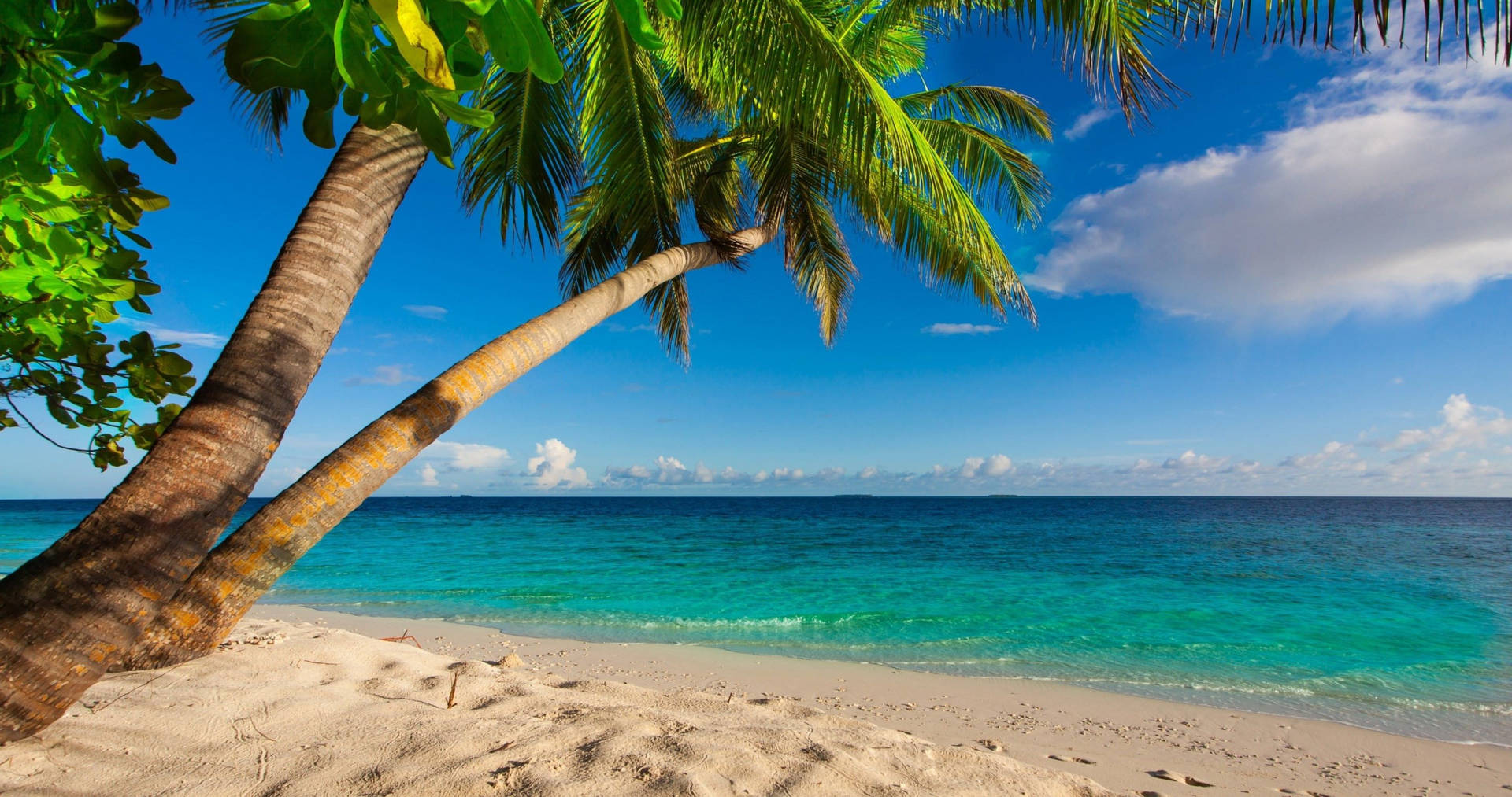 4k Beach With Palm Tree Background