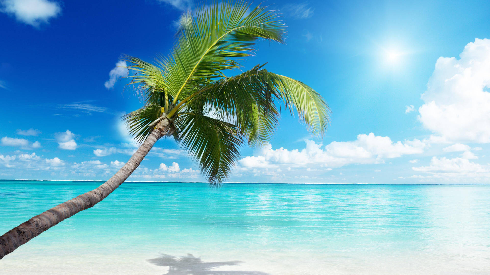 4k Beach With Palm Tree Background