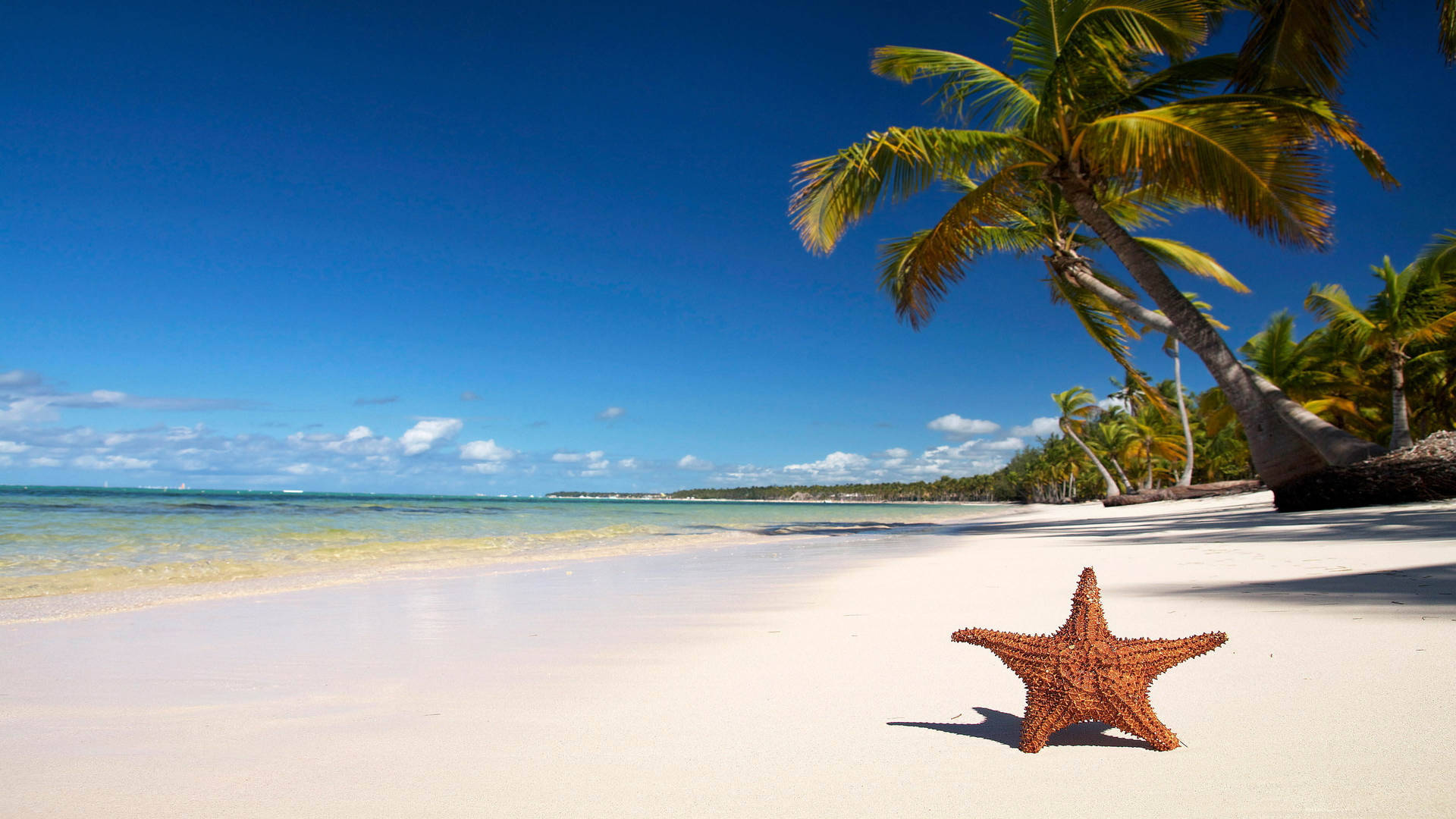4k Beach With Starfish Background
