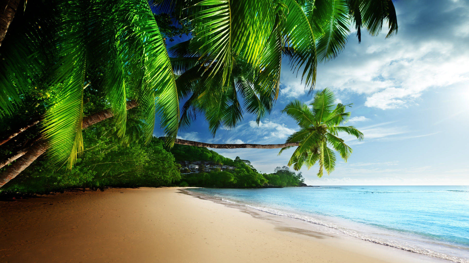 4k Beach With Trees Background