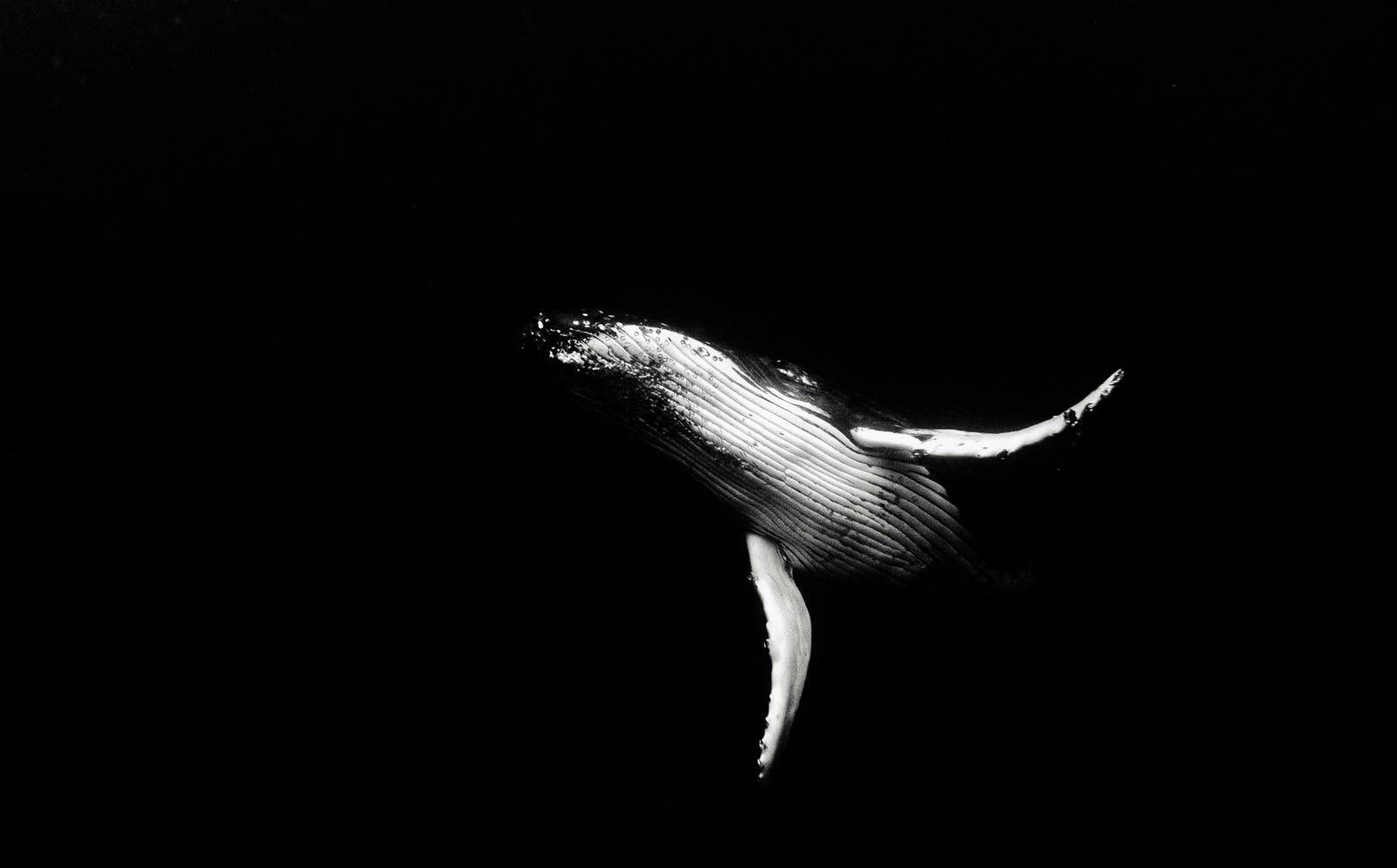 4k Black And White Fin Whale Background