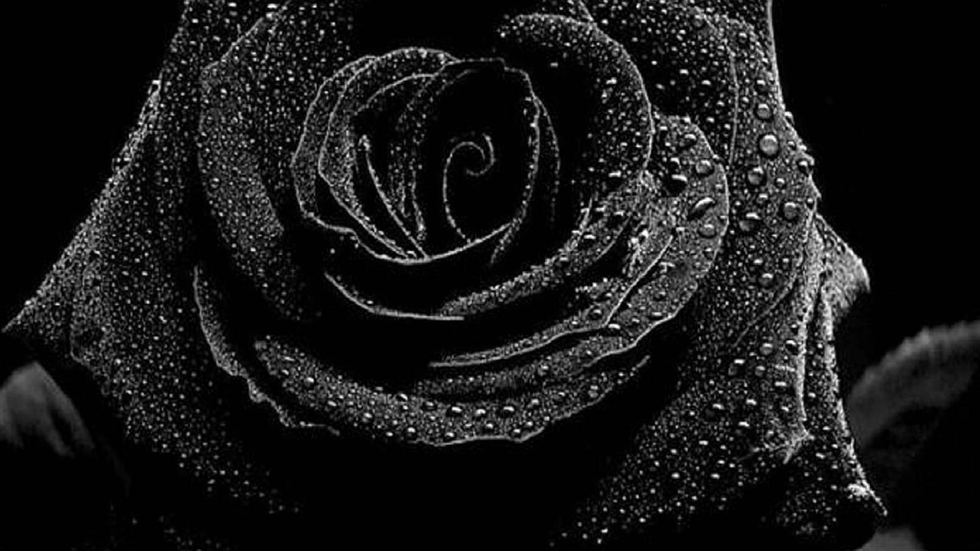 4k Black Rose Background