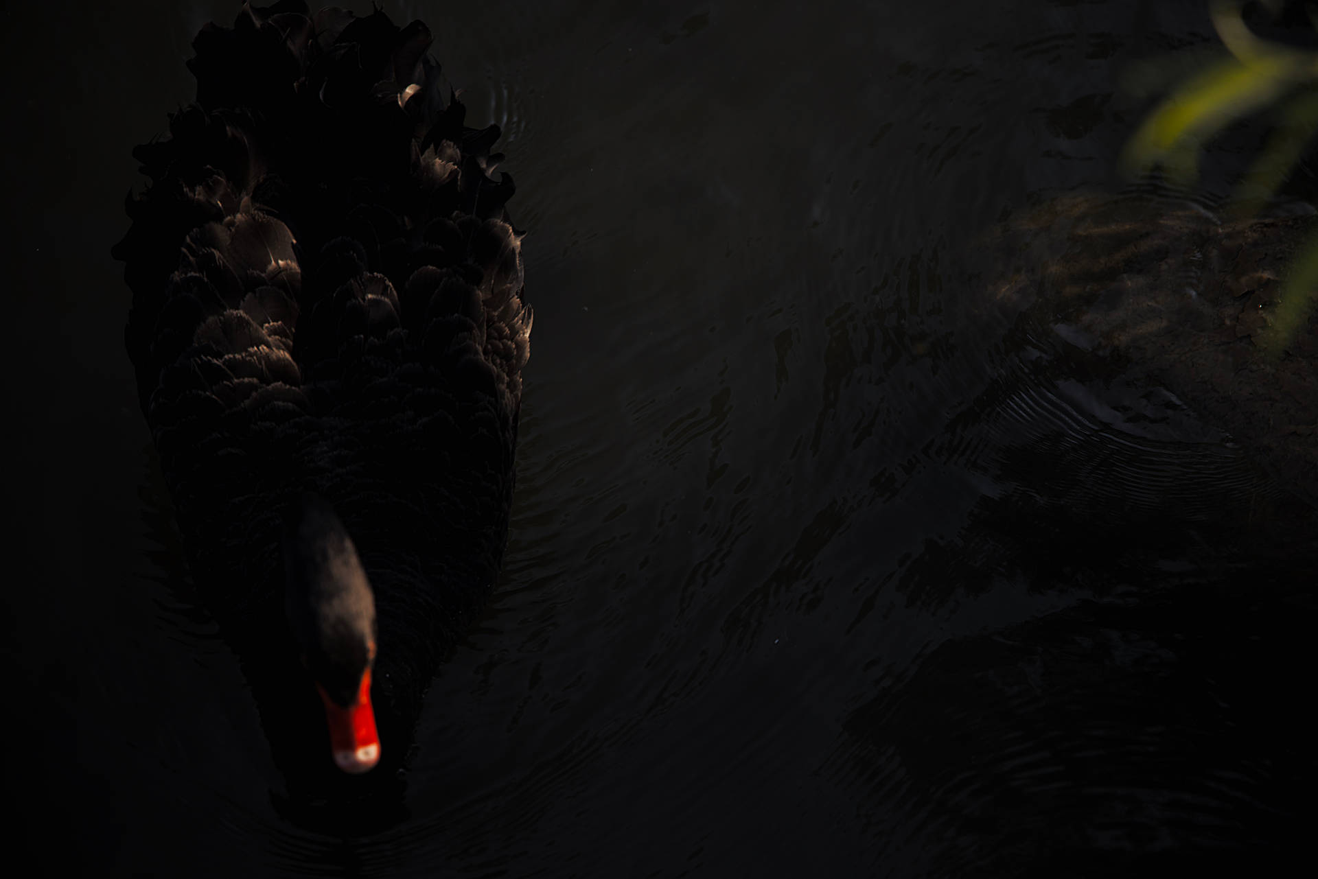 4k Black Swan On Pond Background