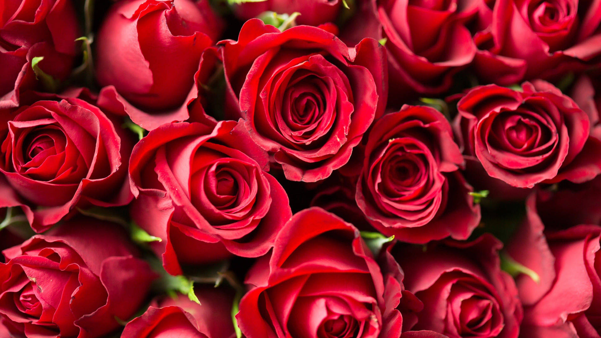 4k Bunch Of Red Roses Background