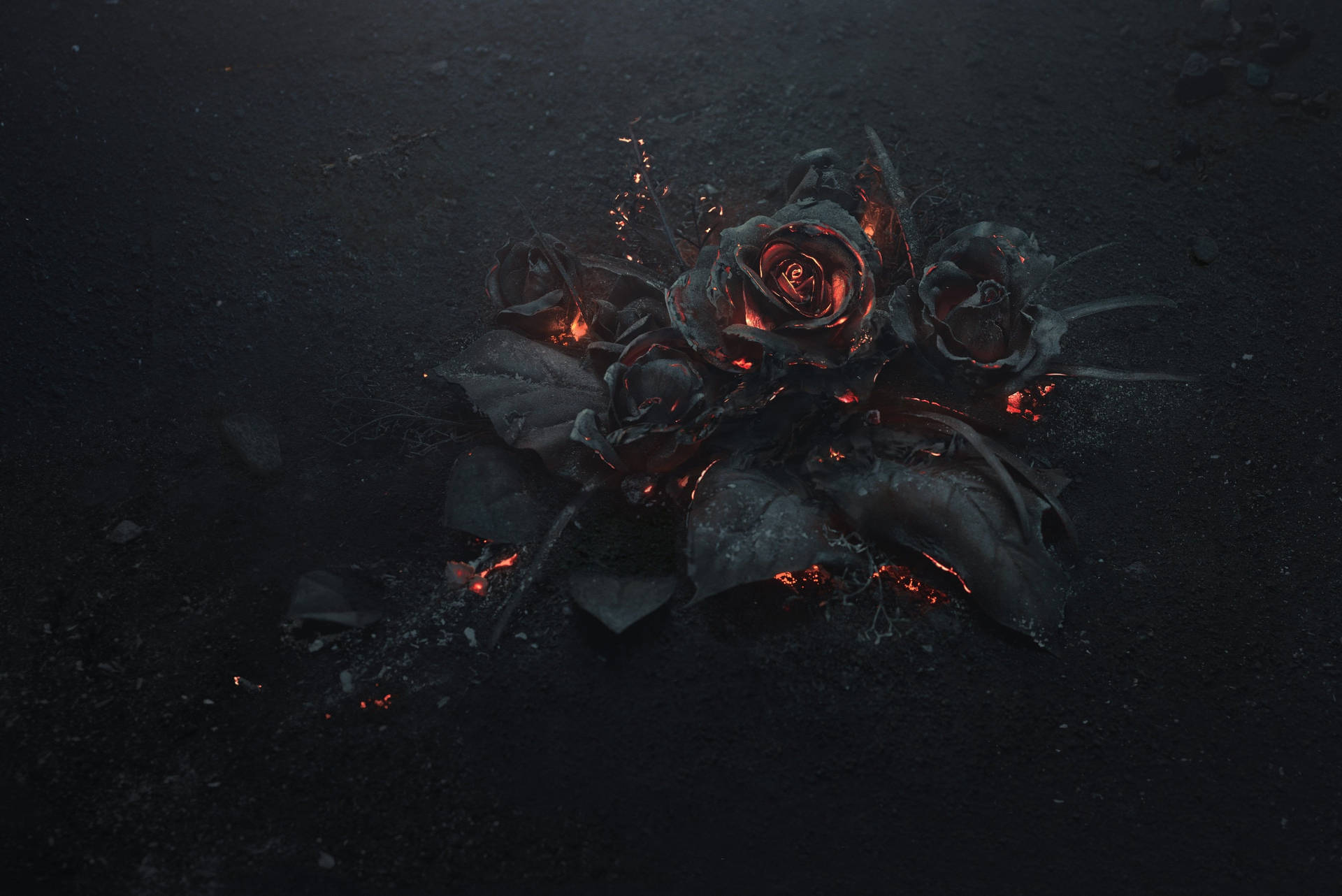 4k Burned Rose Background