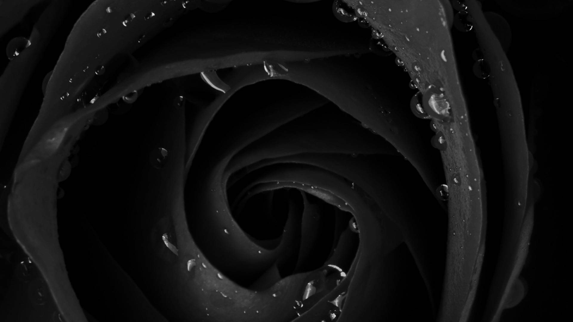 4k Close-up Of Black Rose Background