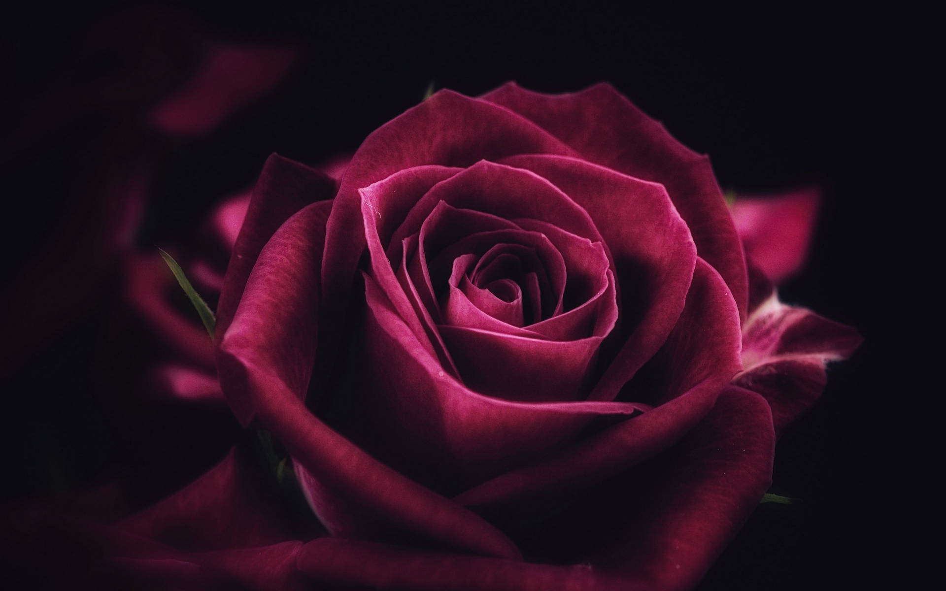 4k Close-up Red Rose Background