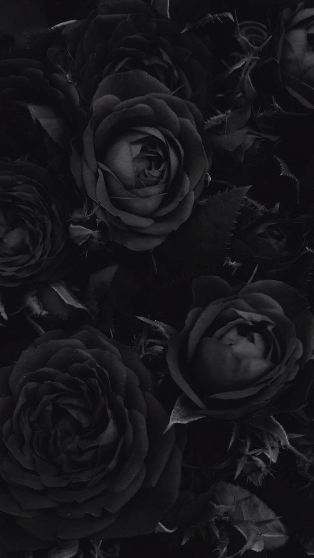 4k Clustered Black Roses Background