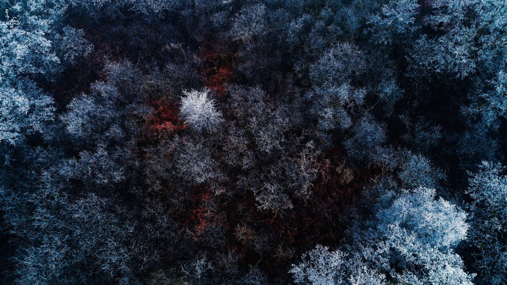4k Computer Forest Top View