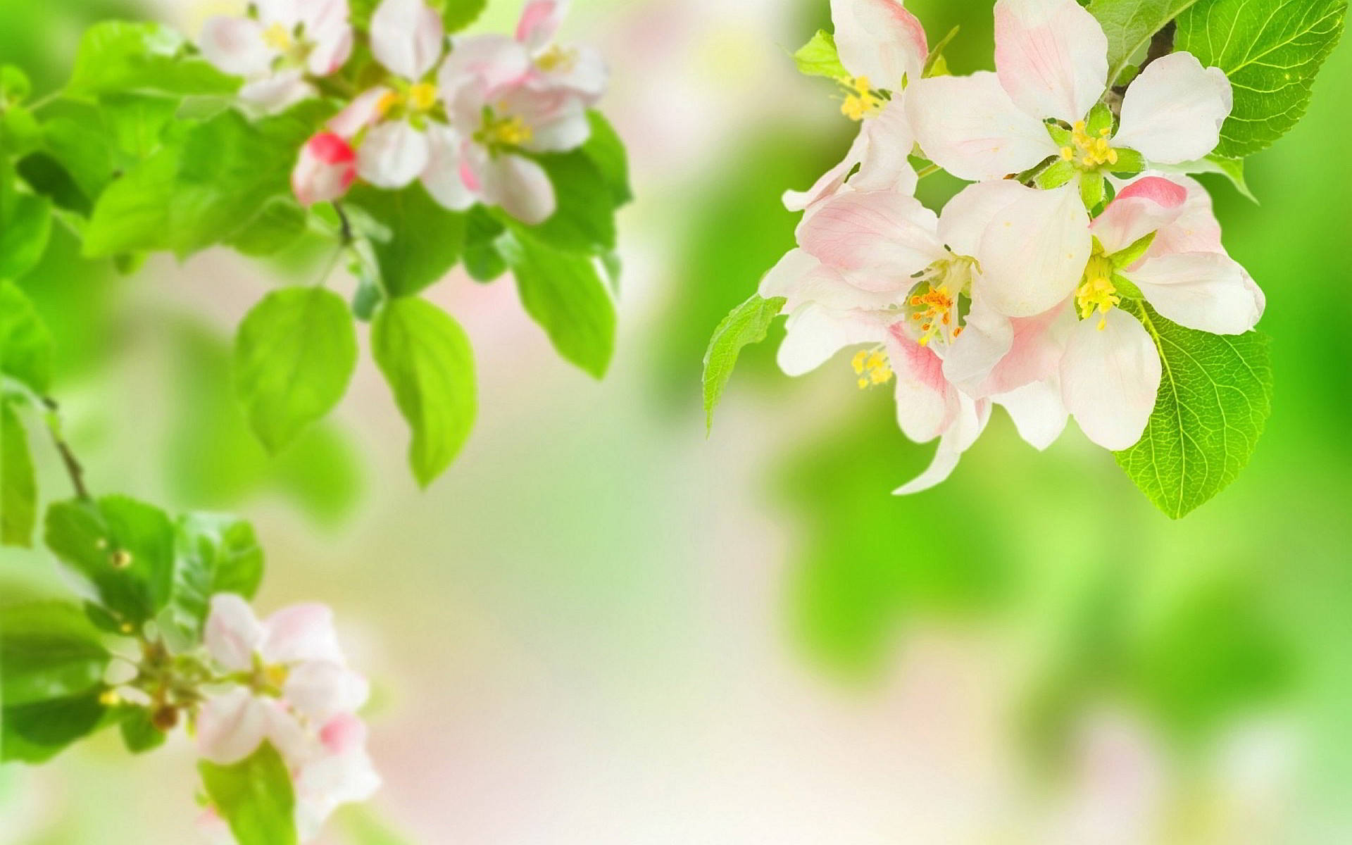 4k Computer White Flowers Background