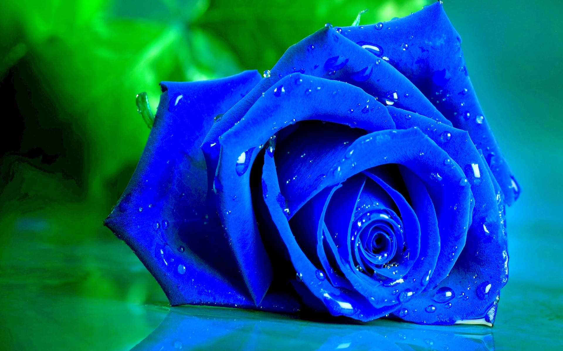 4k Dampened Blue Rose Background