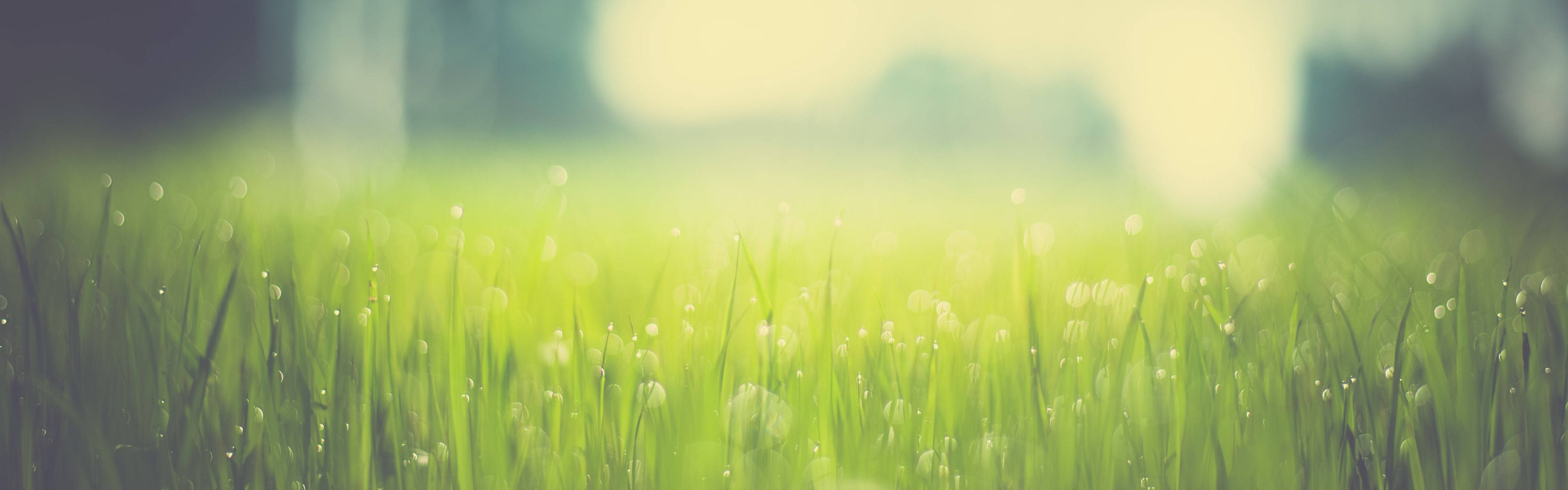 4k Dual Monitor Grass With Dew Drops Background