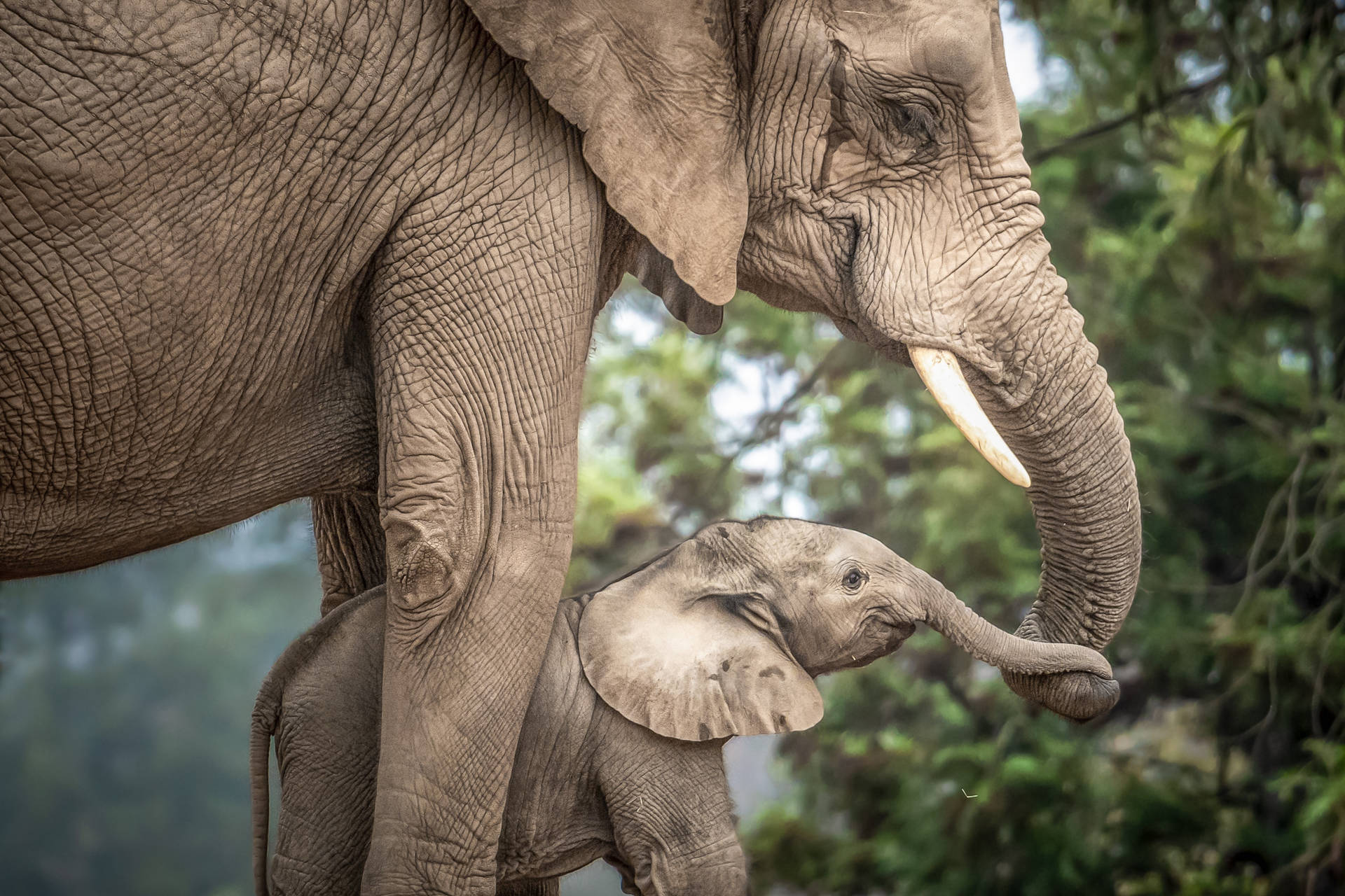 4k Elephant Adult And Baby Background