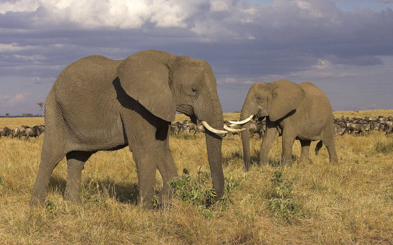4k Elephant Adults Background