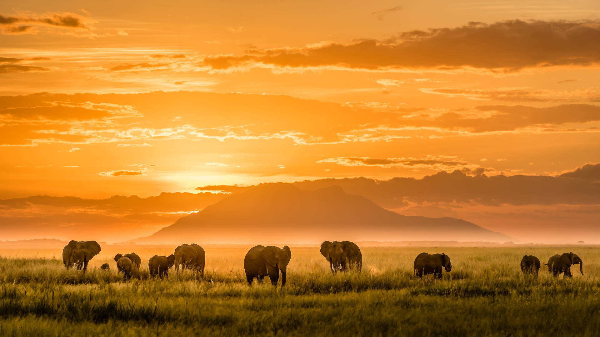 4k Elephant And Sunset
