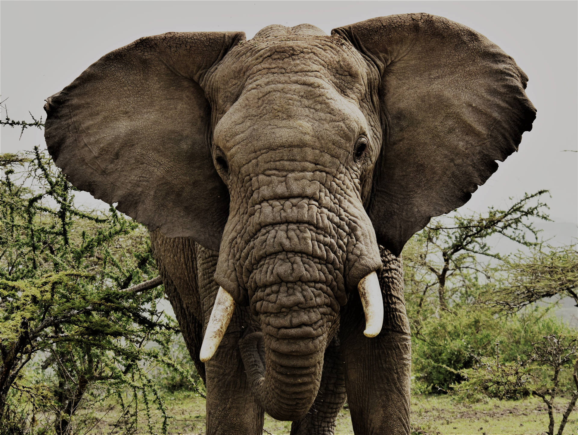 4k Elephant Big Ears Background