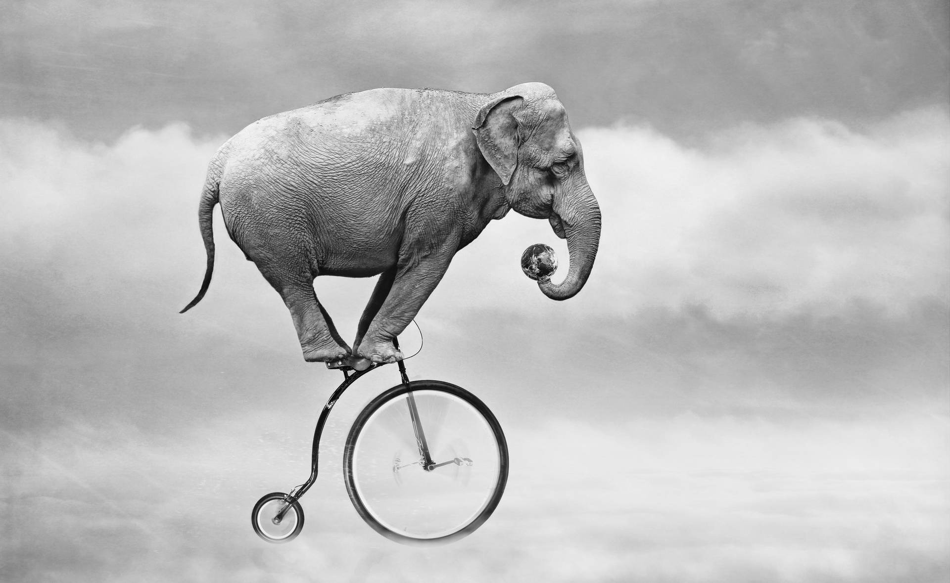 4k Elephant Cycling Background