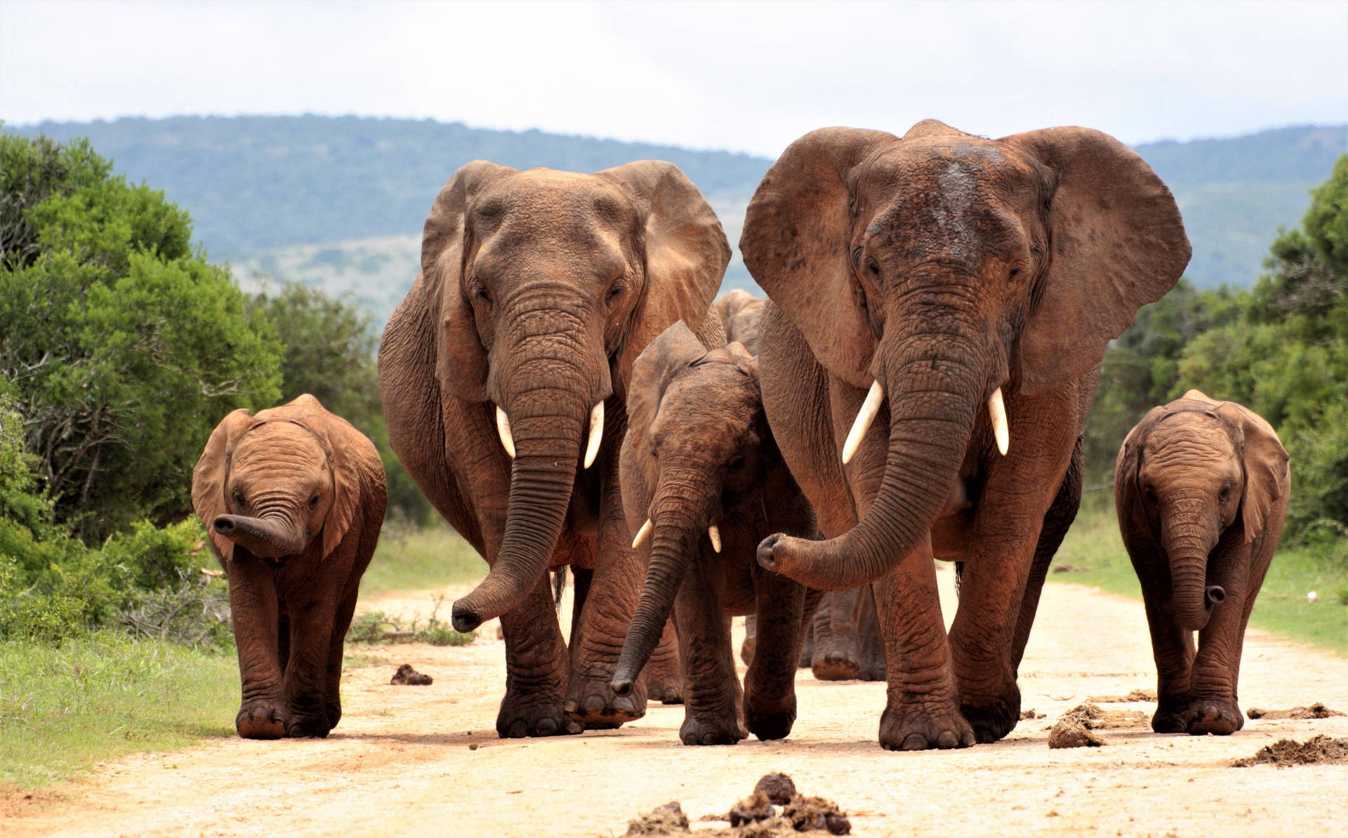 4k Elephant Family Walking Background