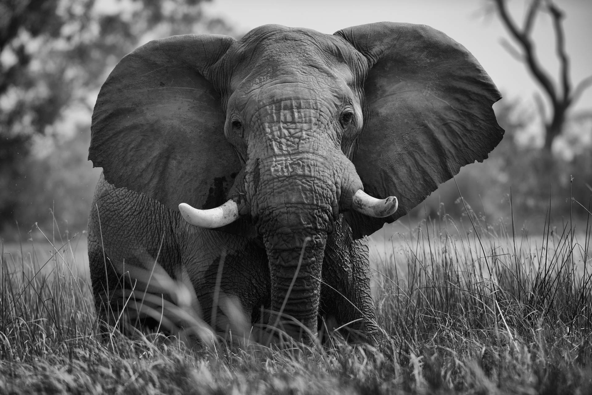 4k Elephant Front Facing Background