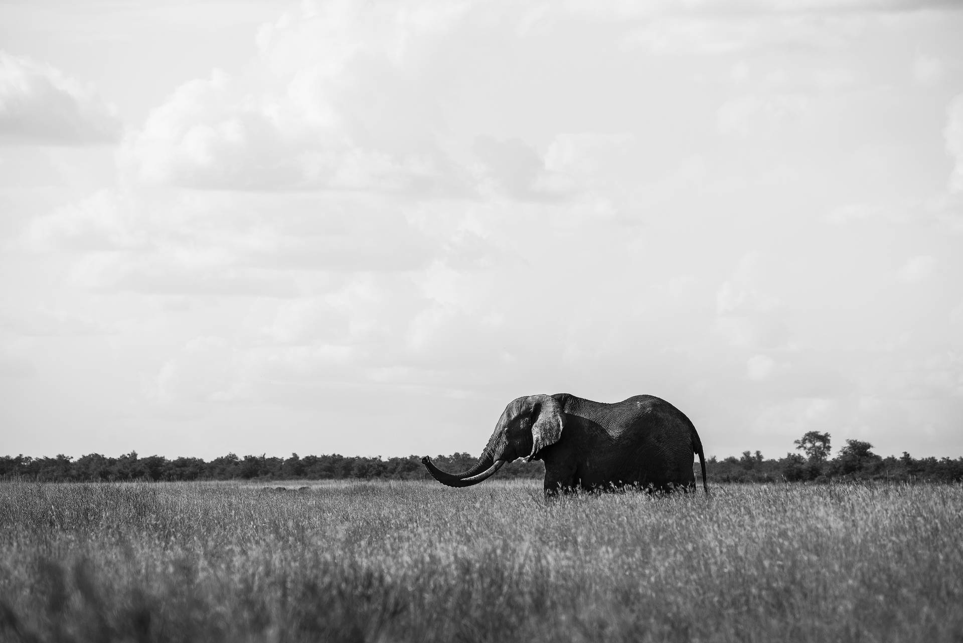 4k Elephant Greyscale Background