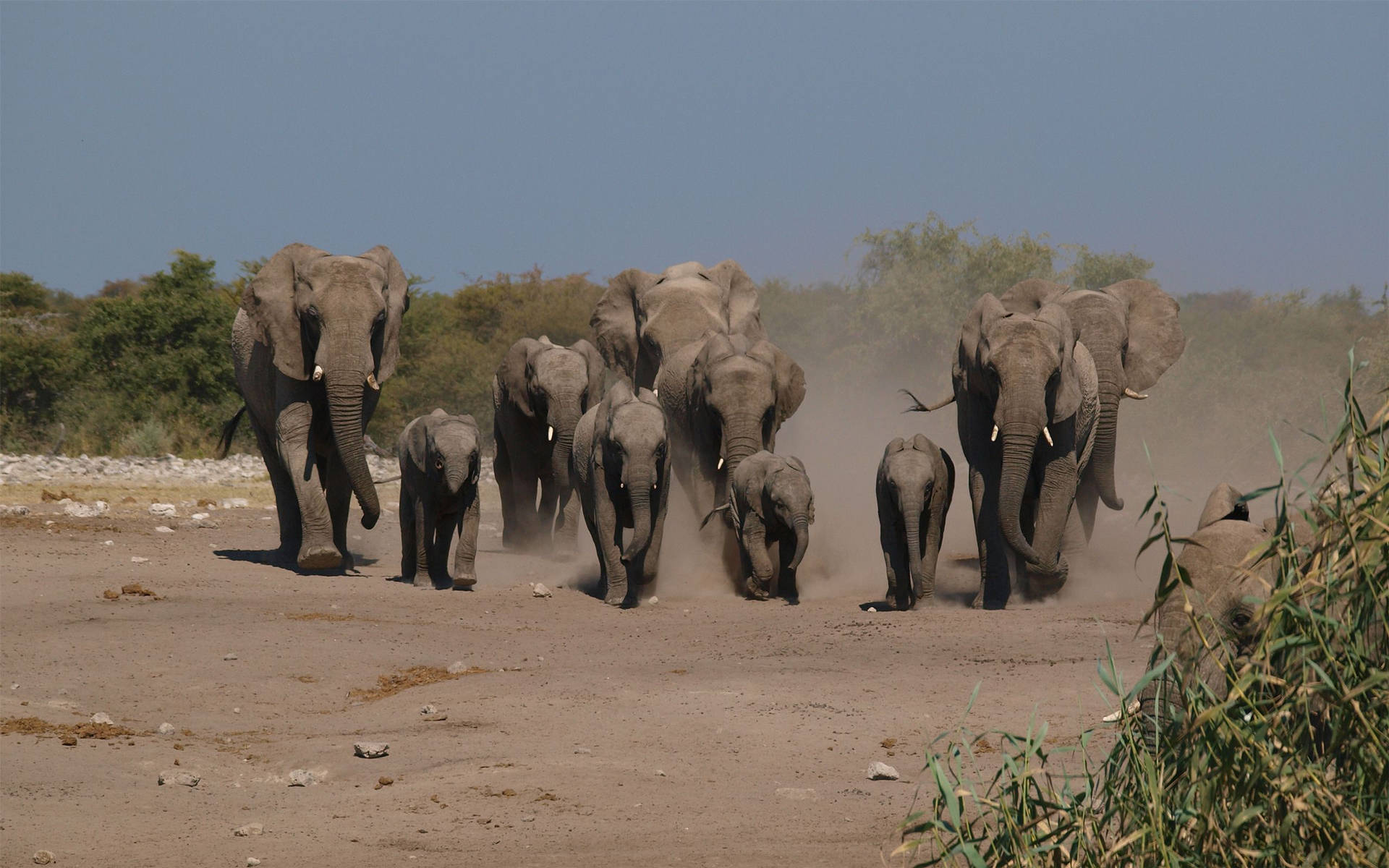 4k Elephant Herd Background