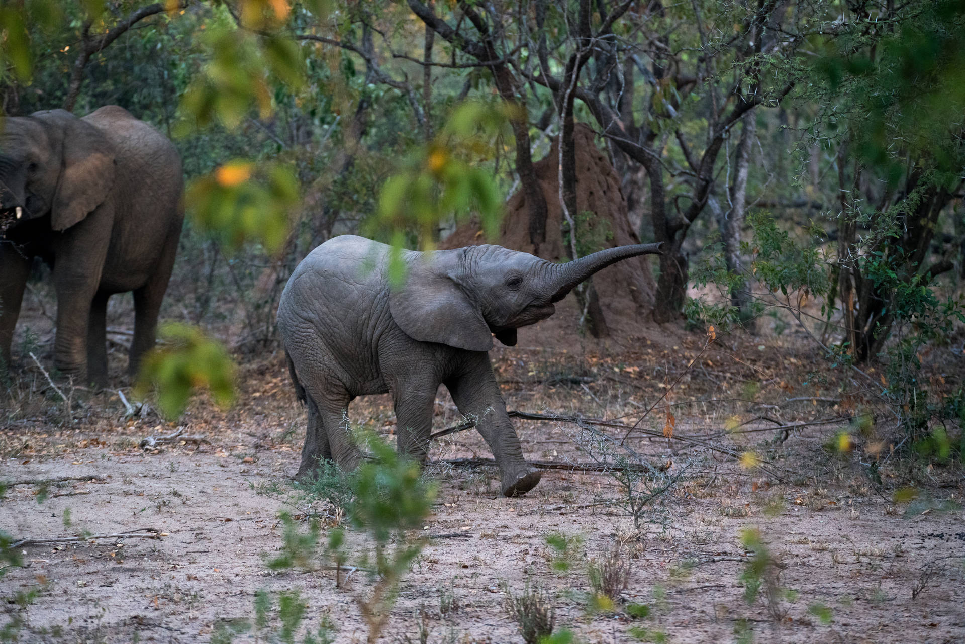 4k Elephant In Jungle Background