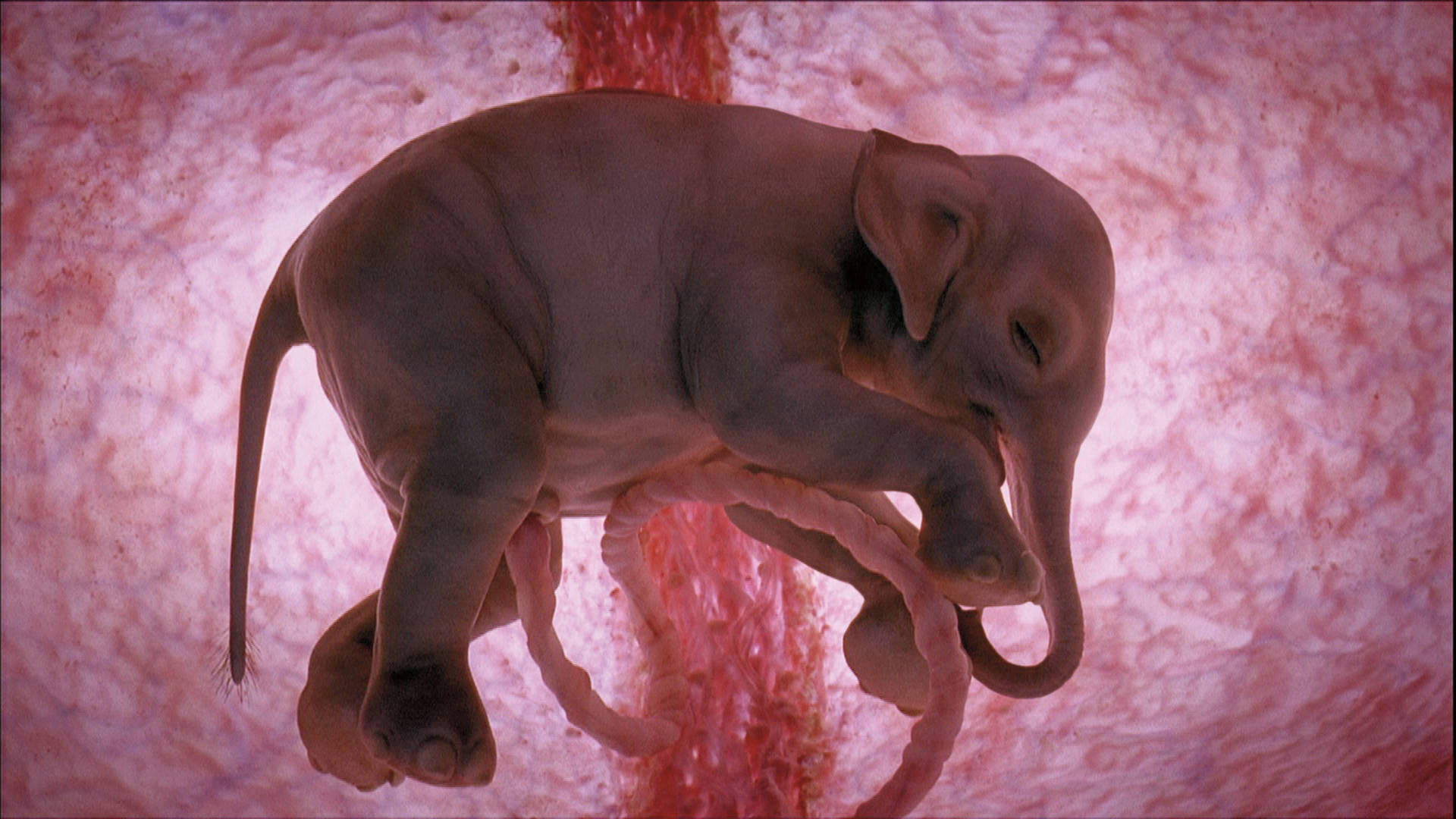 4k Elephant In Womb Background