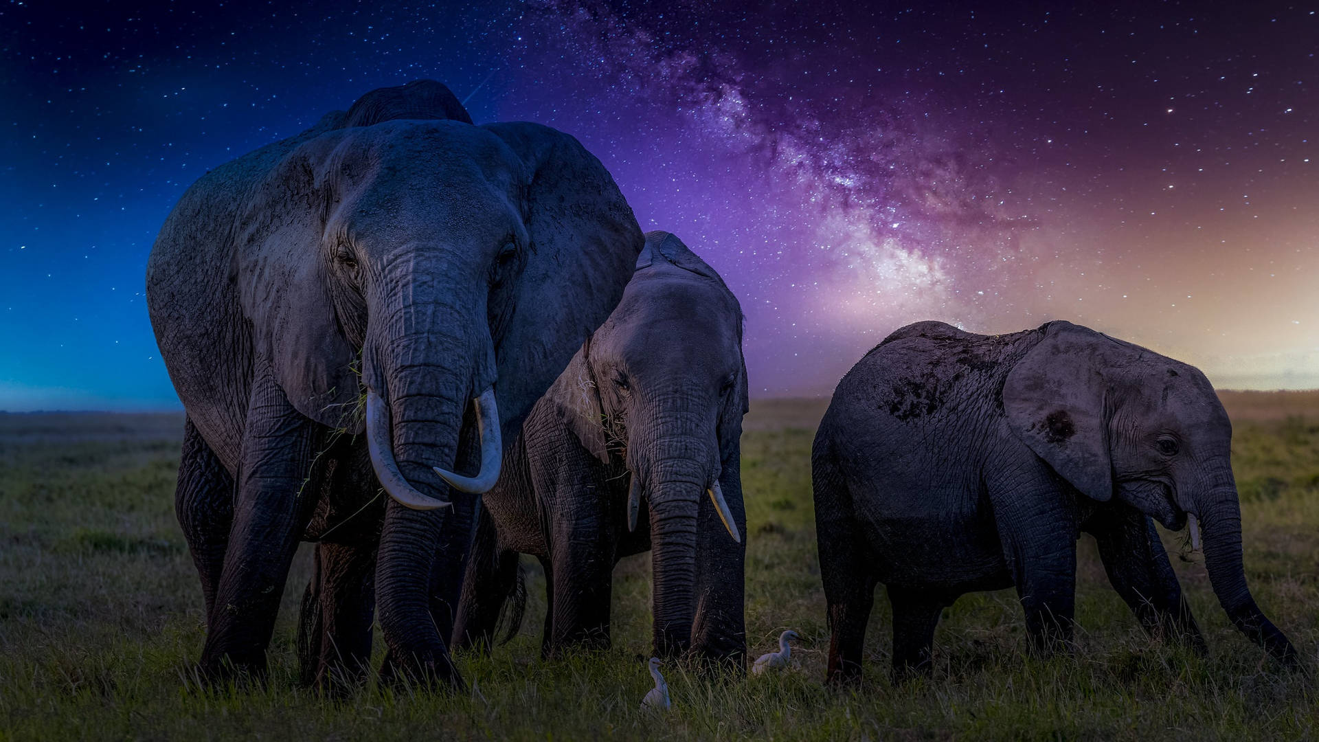 4k Elephant Night Sky Background