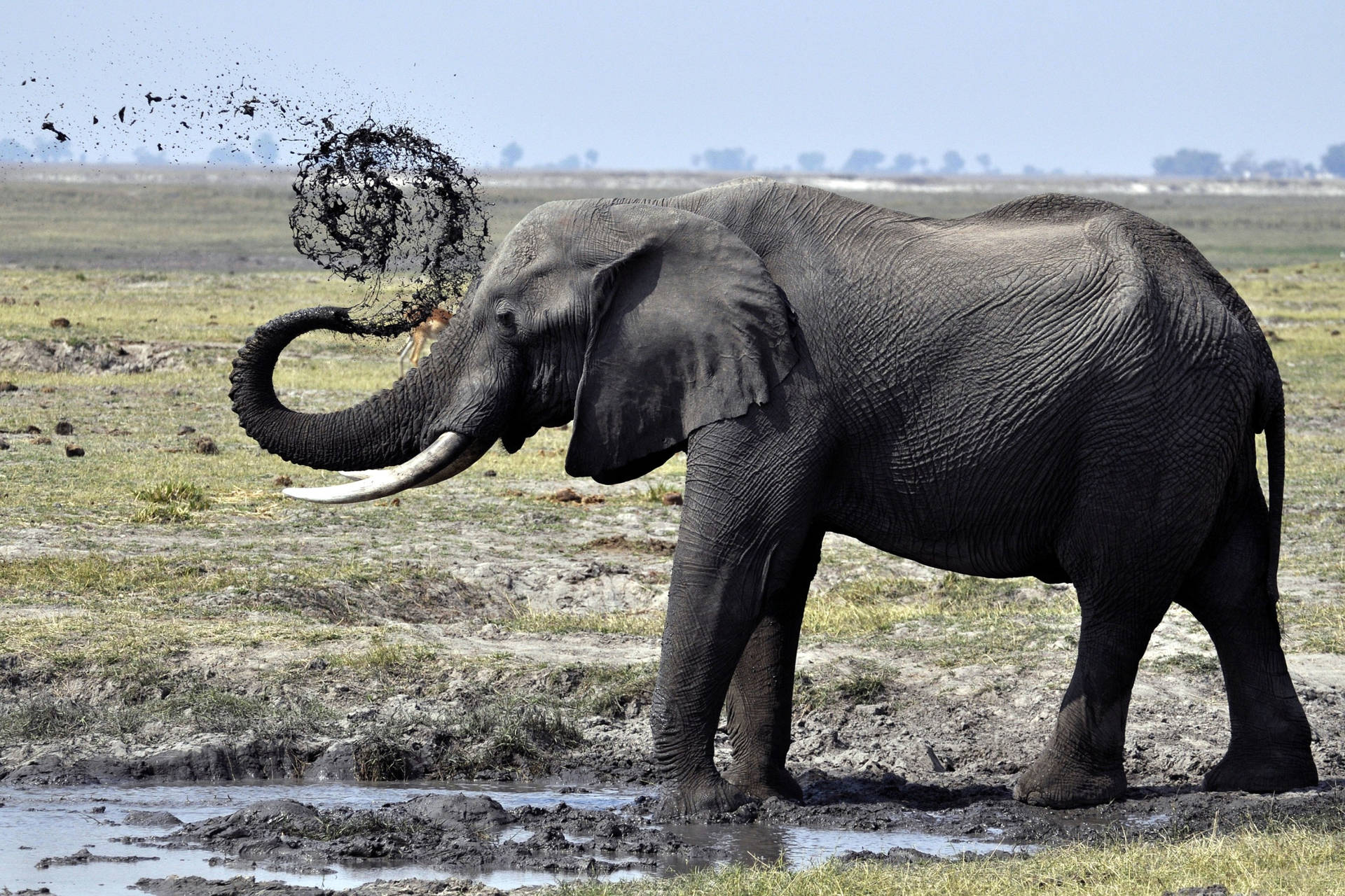 4k Elephant On Mud Background