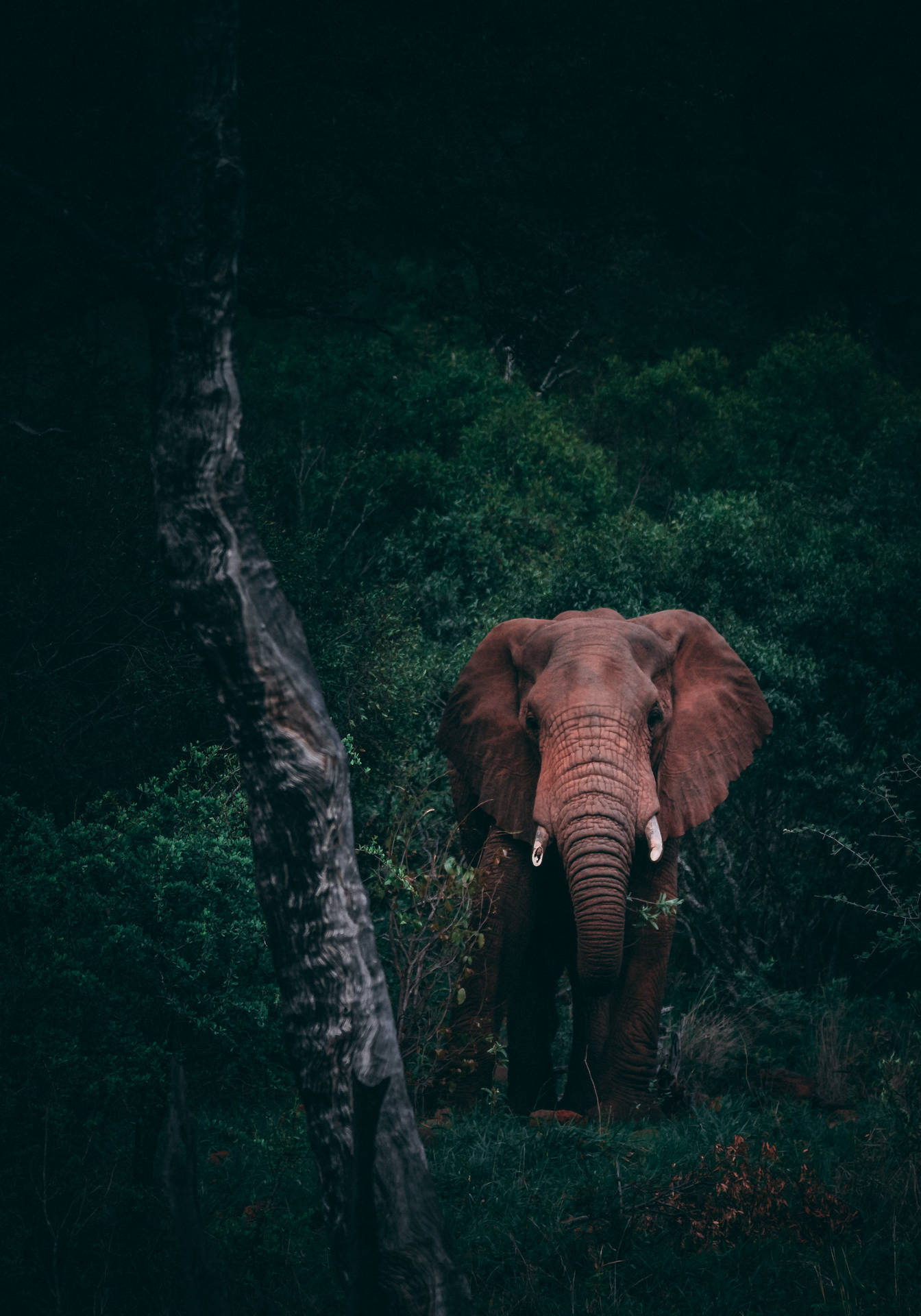 4k Elephant On Woods Background