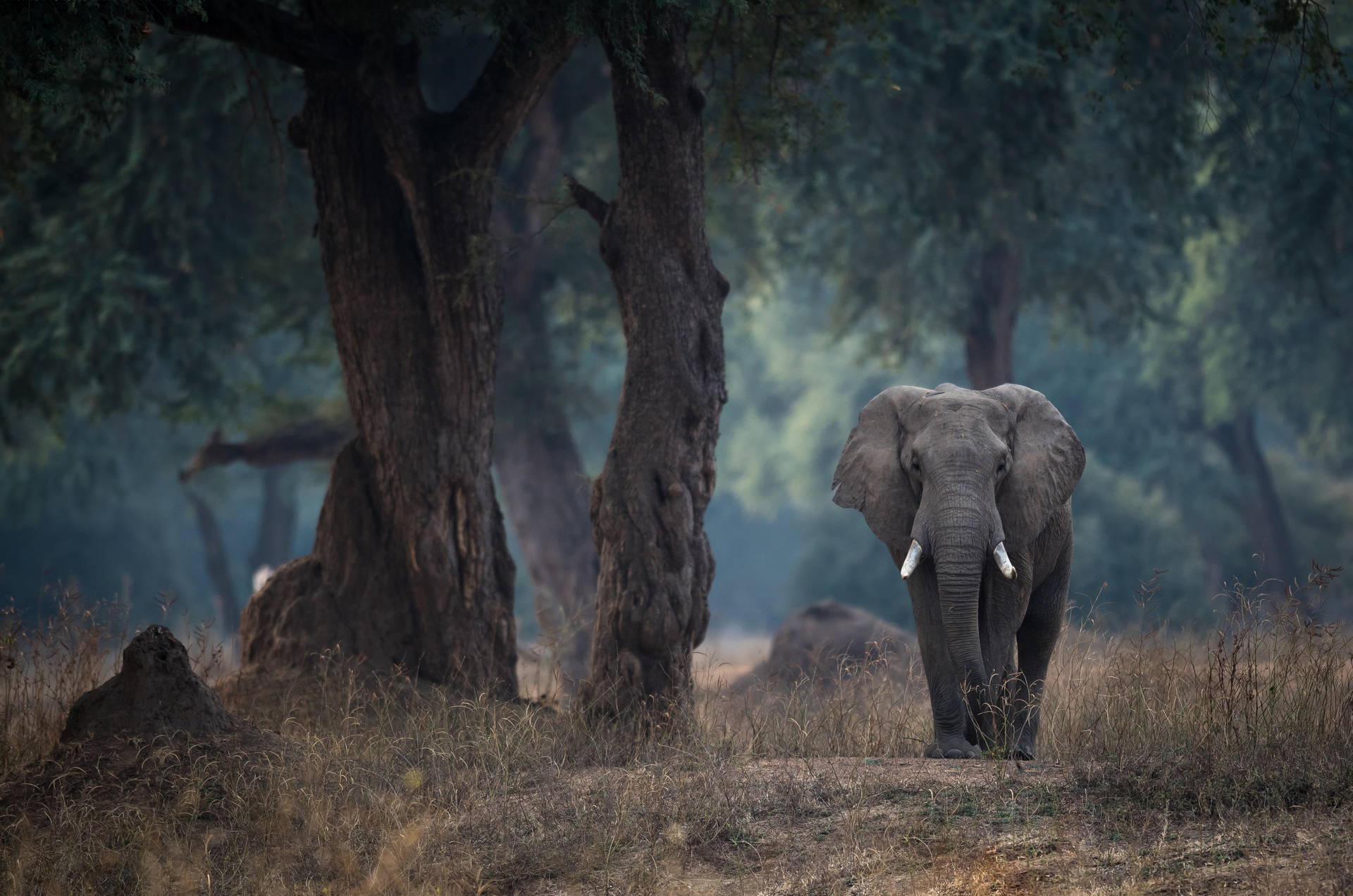 4k Elephant Photograph Background