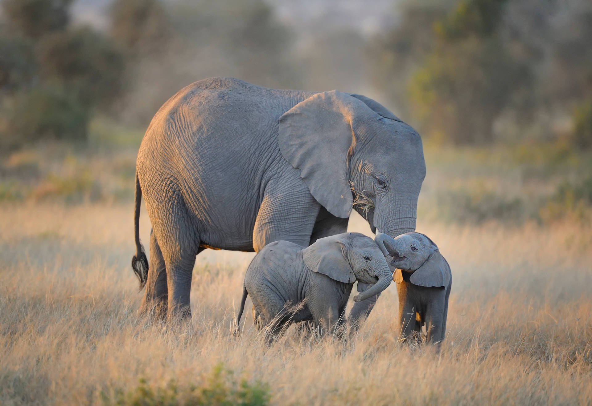 4k Elephant With Babies Background