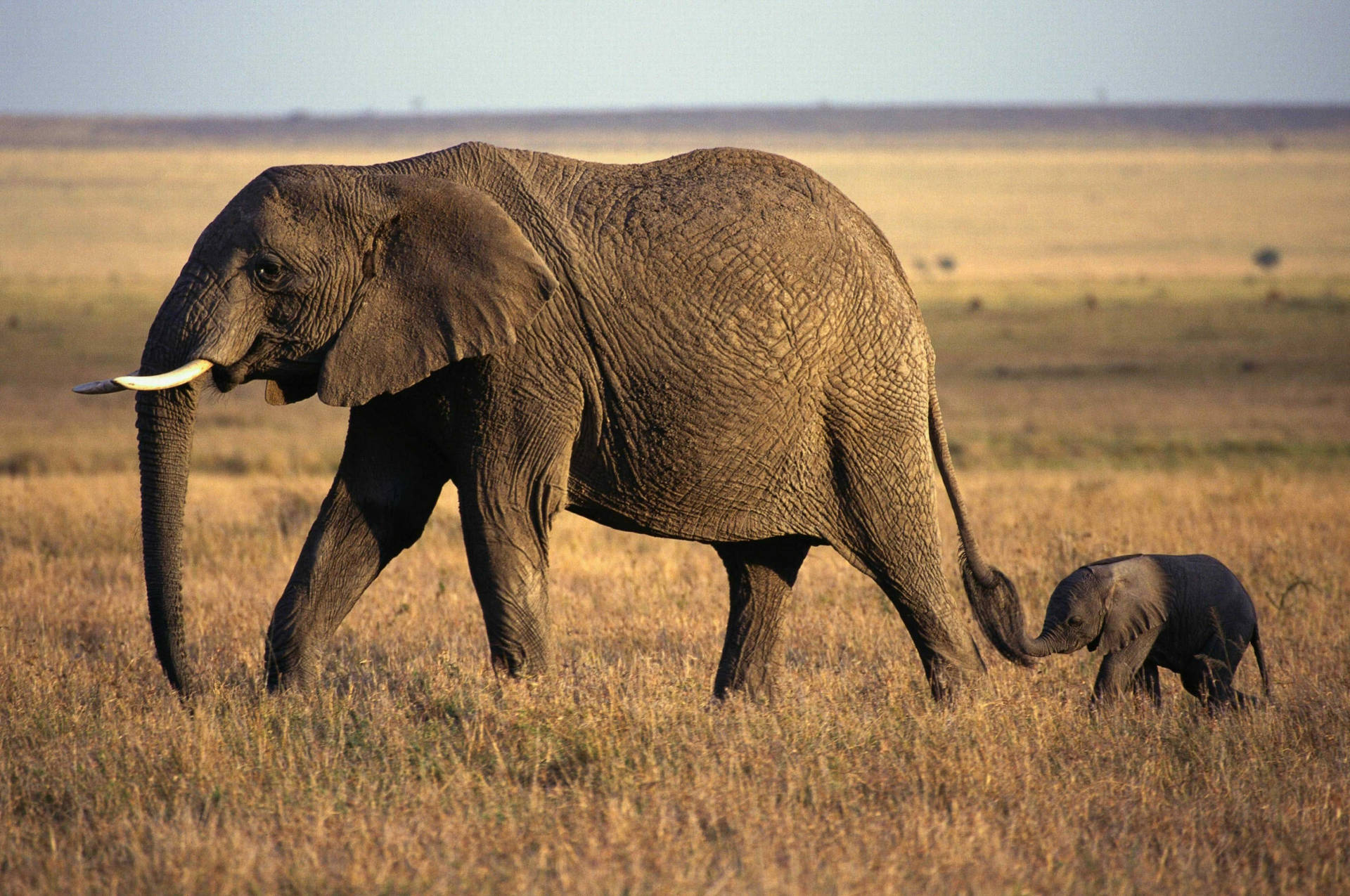 4k Elephant With Young Background