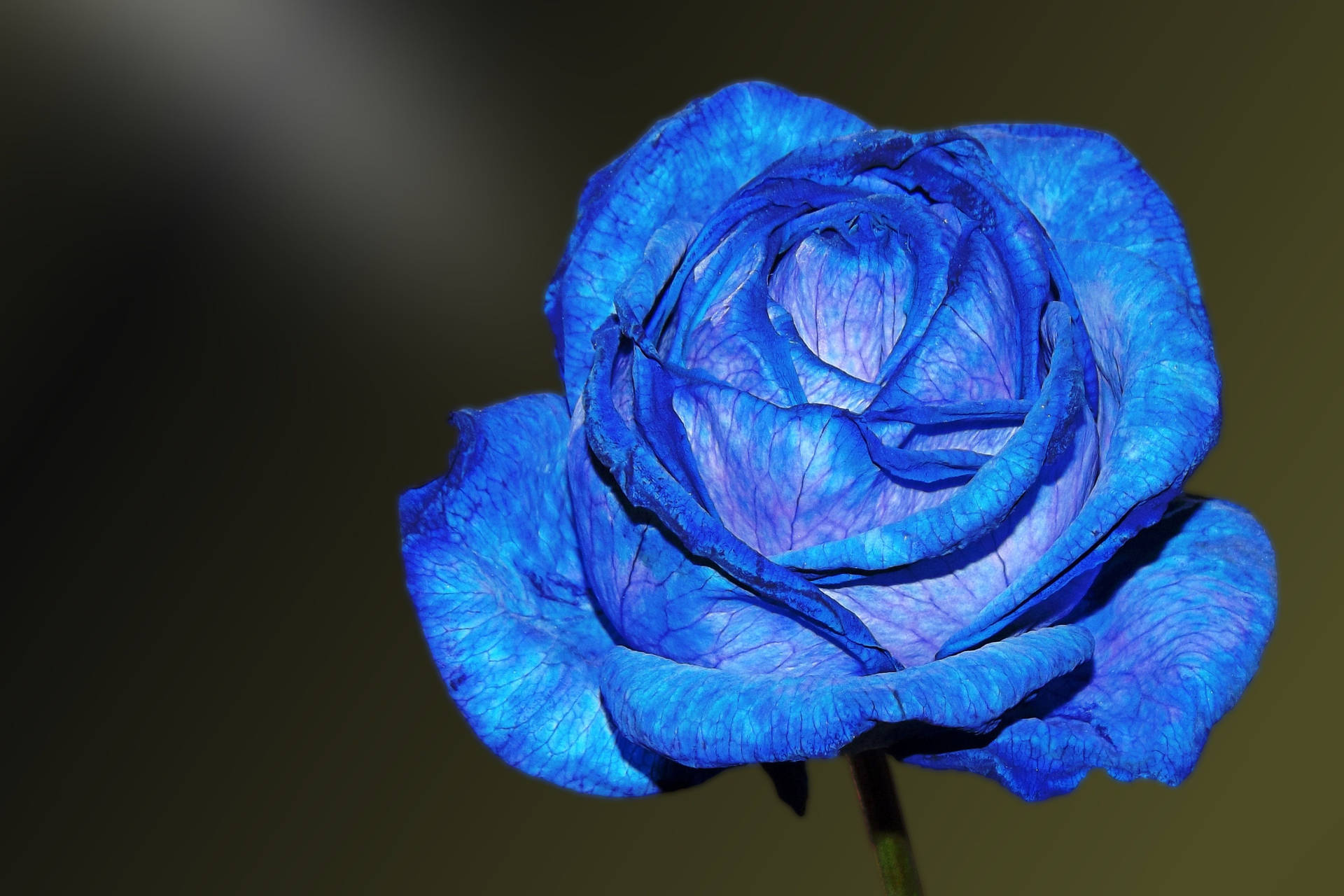 4k Exotic Blue Rose Background