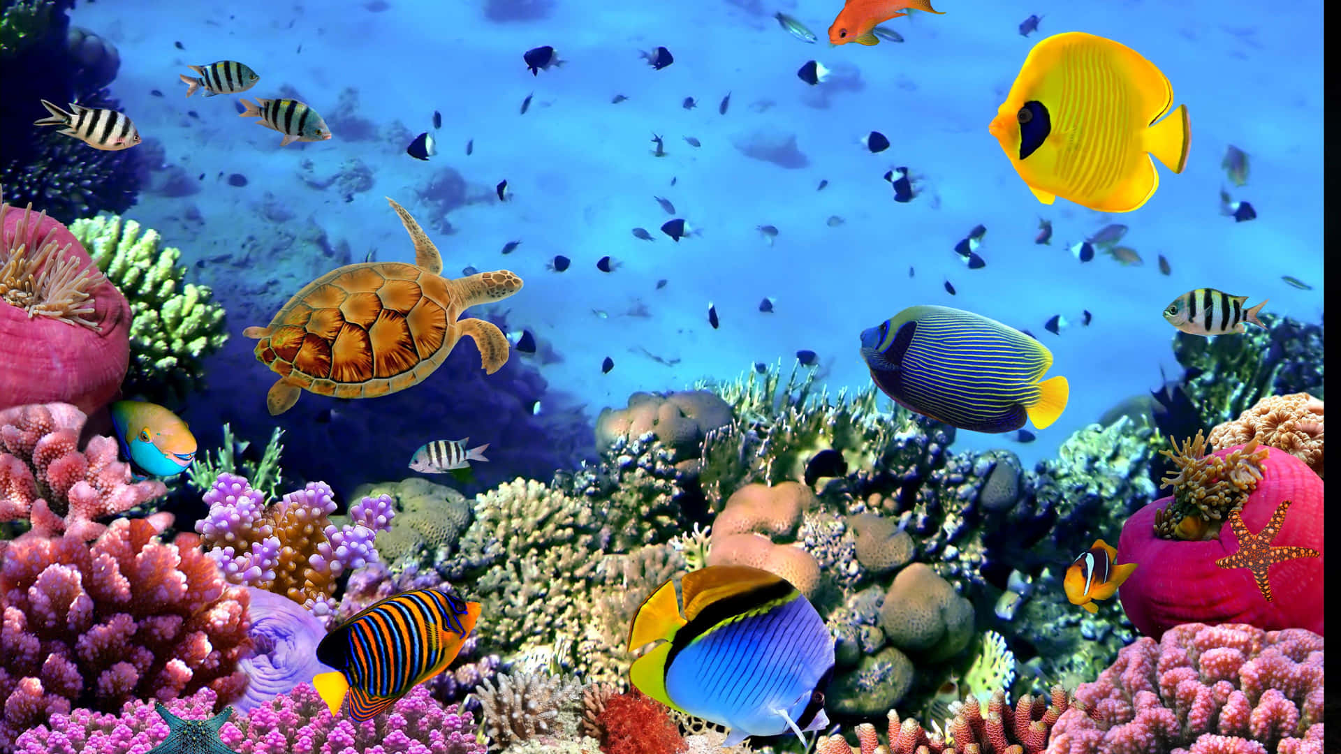 4k Fish And Other Marine Life Background