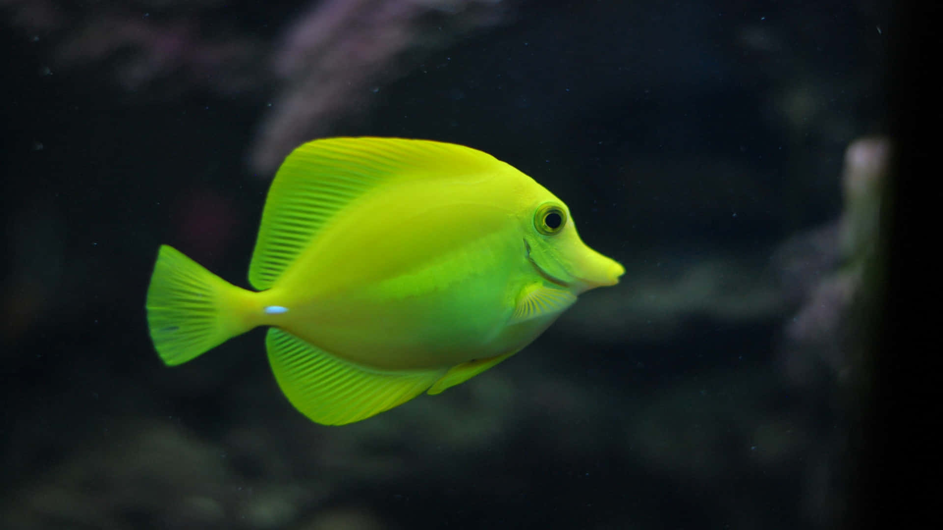 4k Fish Featuring A Yellow Tang Background
