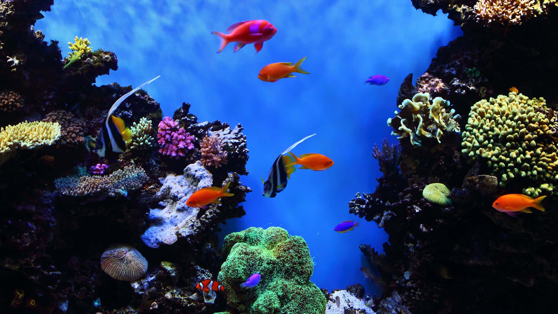 4k Fish Featuring Various Species Underwater Background