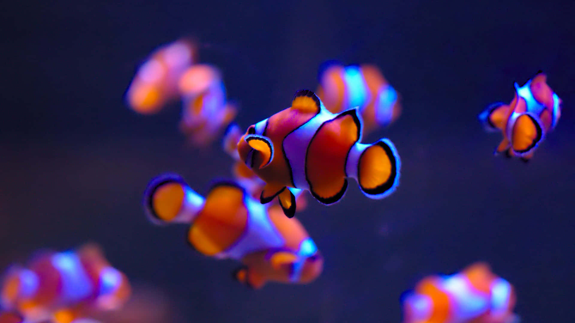 4k Fish Gliding Through The Ocean, Magnificent And Beautiful.