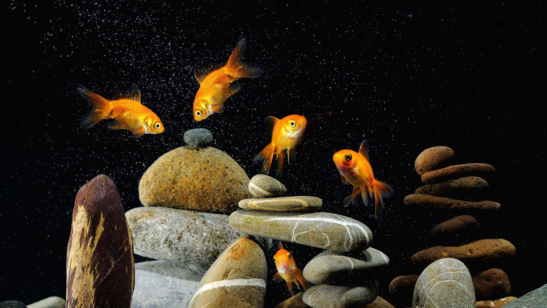 4k Fish Various Gold Fish In An Aquarium Background