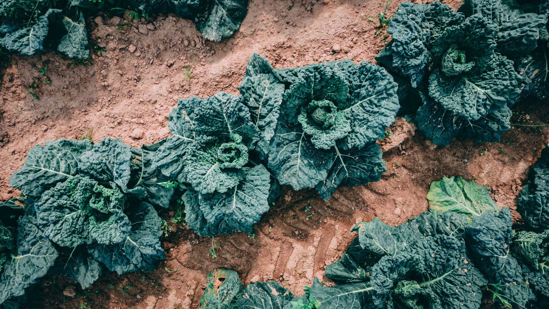 4k Food Curly Kale Background