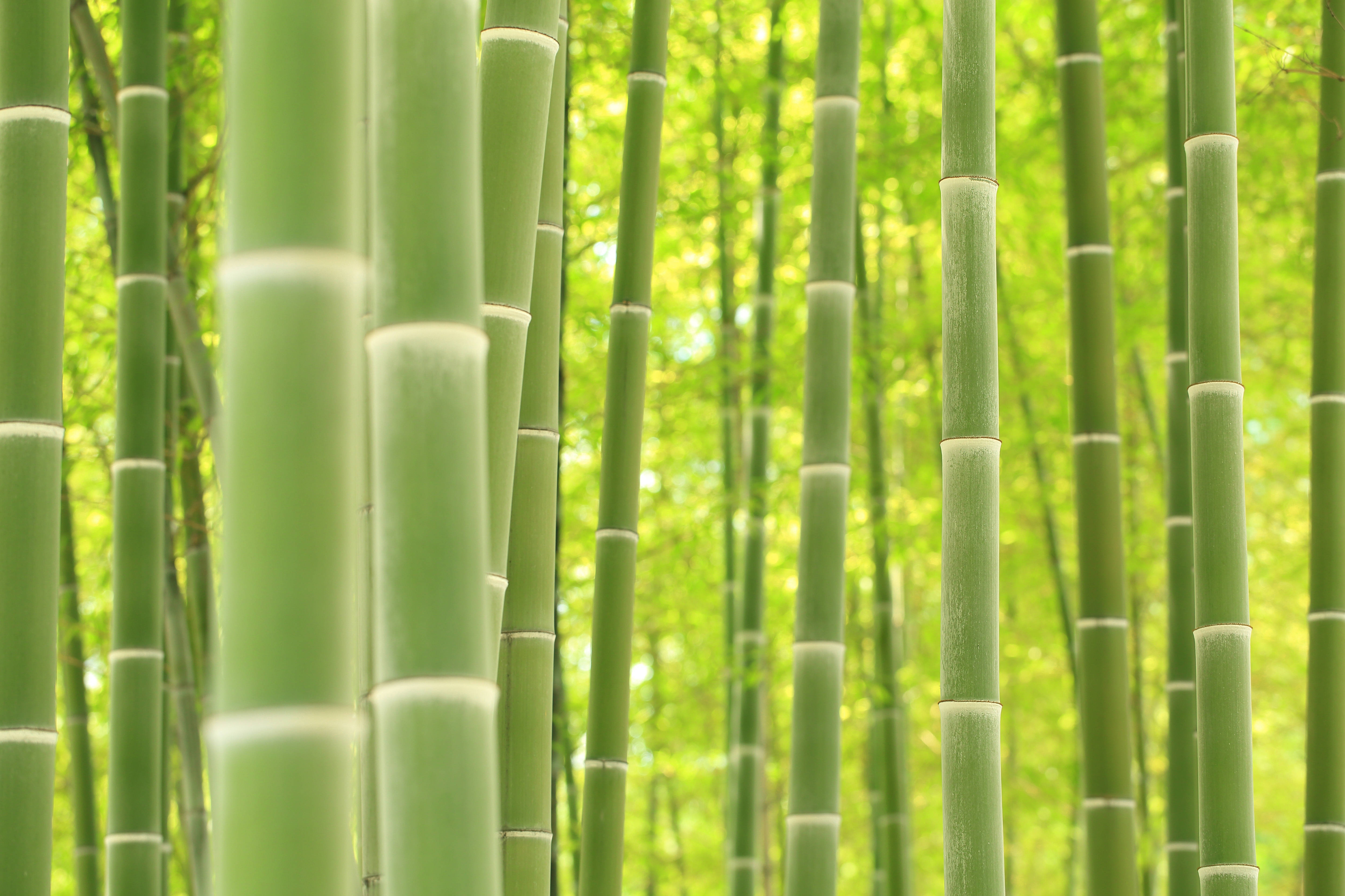 4k Green Bamboo Forest Background