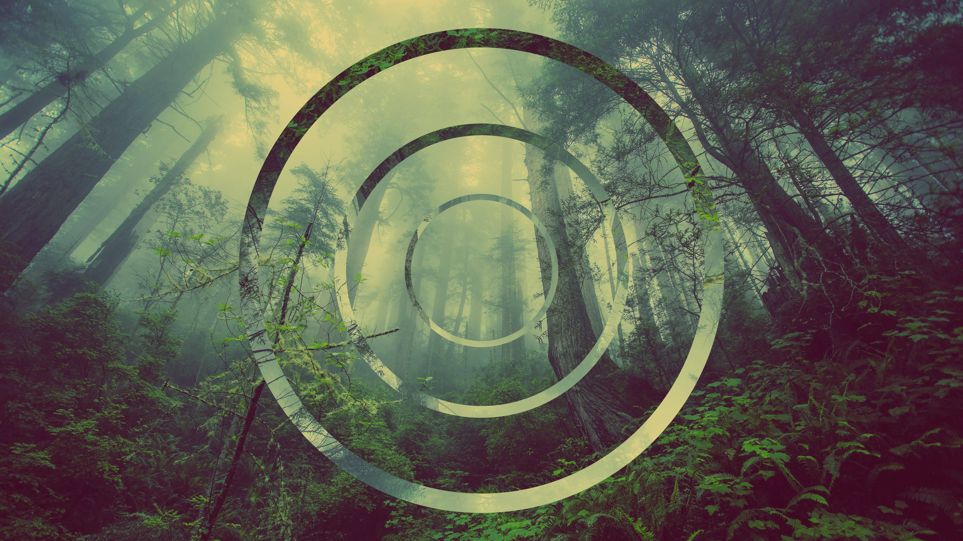 4k Green Forest With Circle Pattern Background