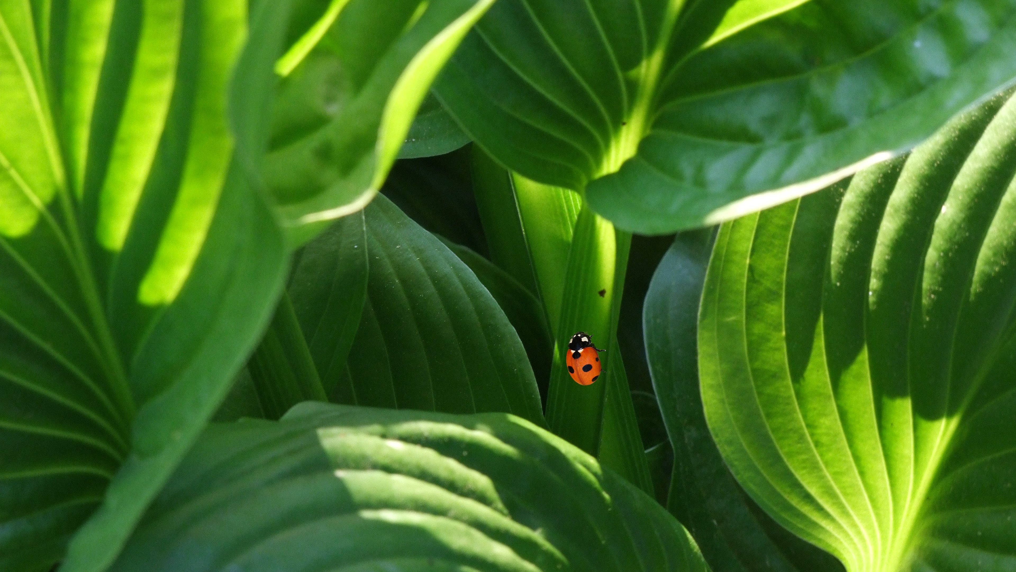 4k Green Hostas With Ladybug Background