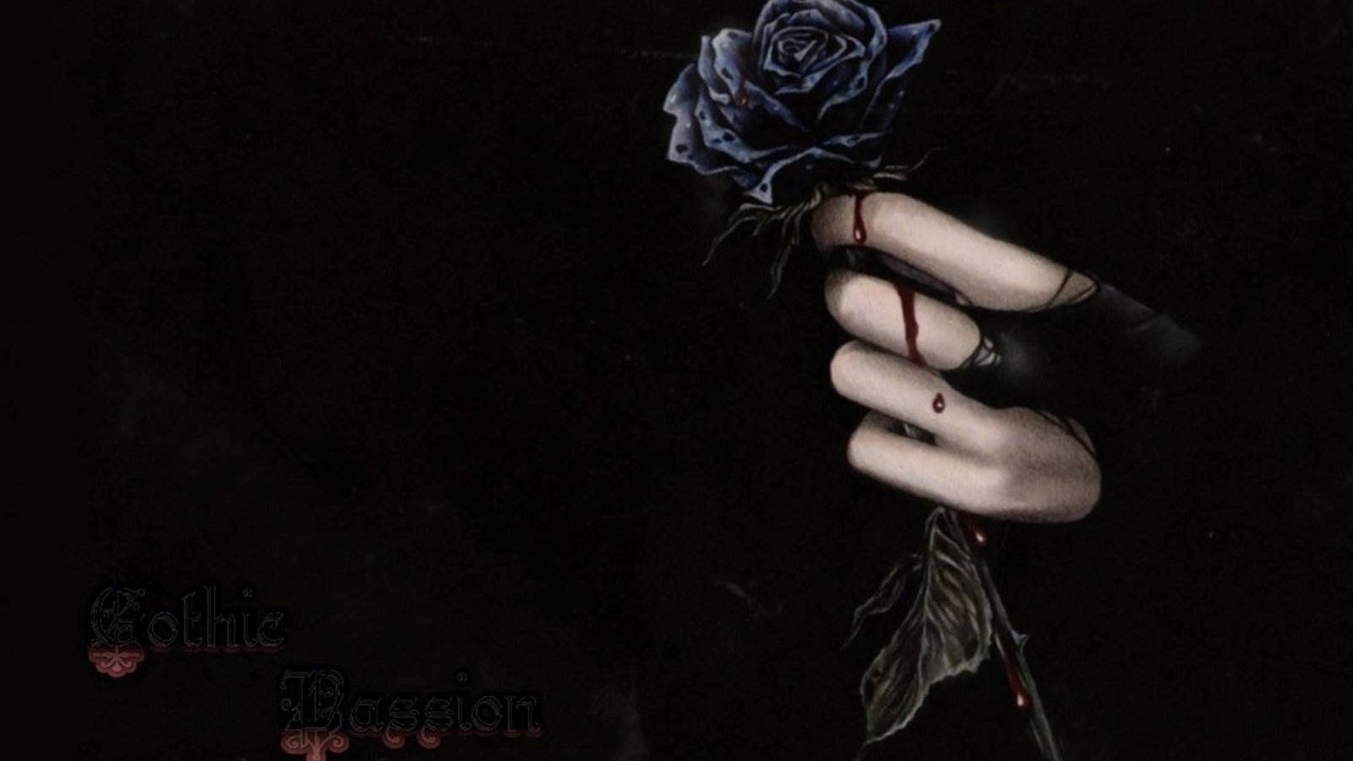 4k Hand Holding A Black Rose Background