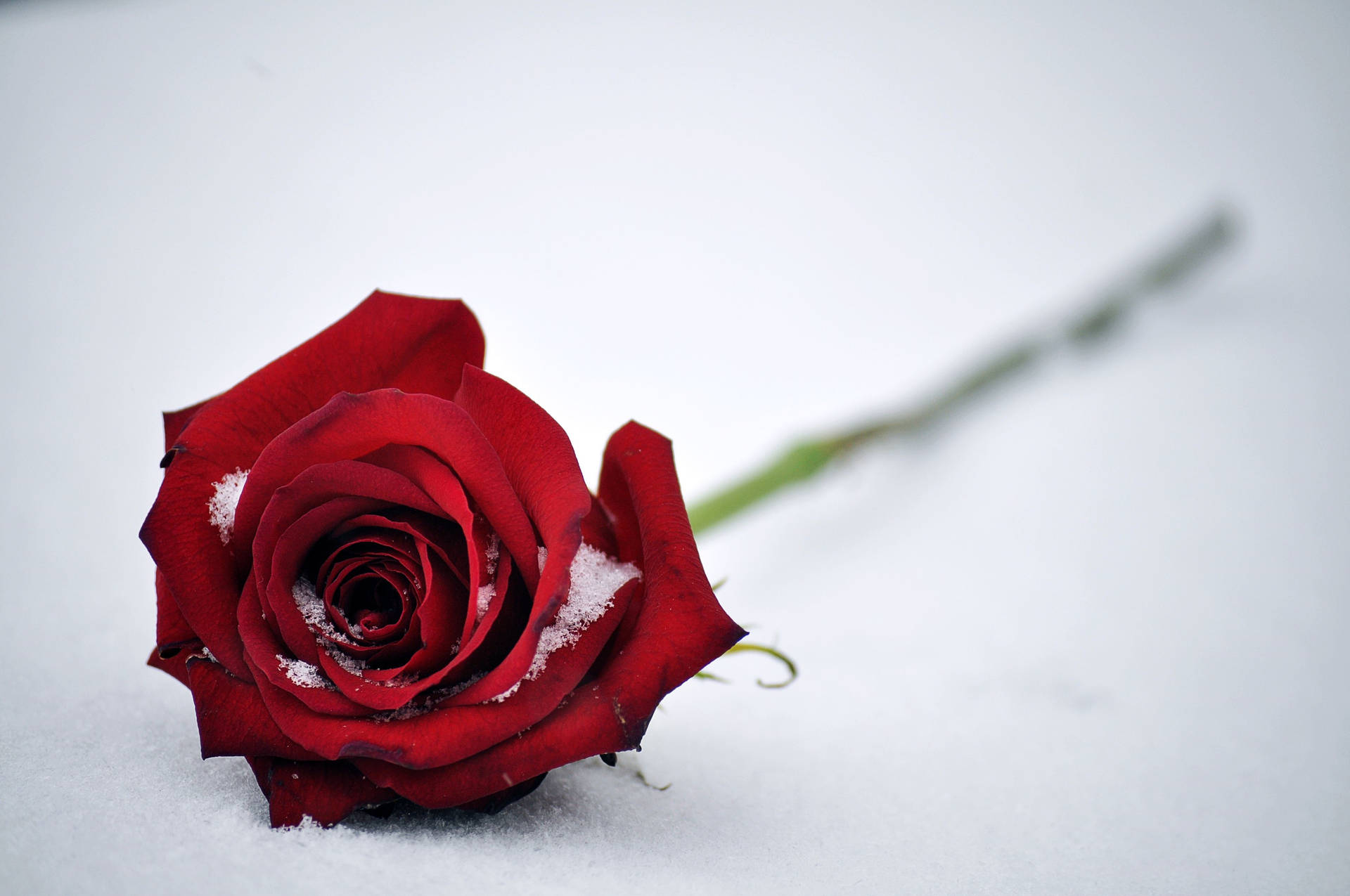 4k Icy Red Rose Background