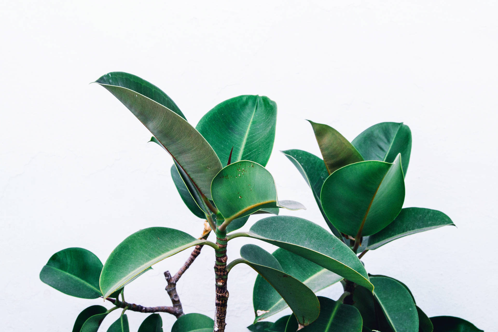 4k Image Of A Beautiful Rubber Fig Plant Background