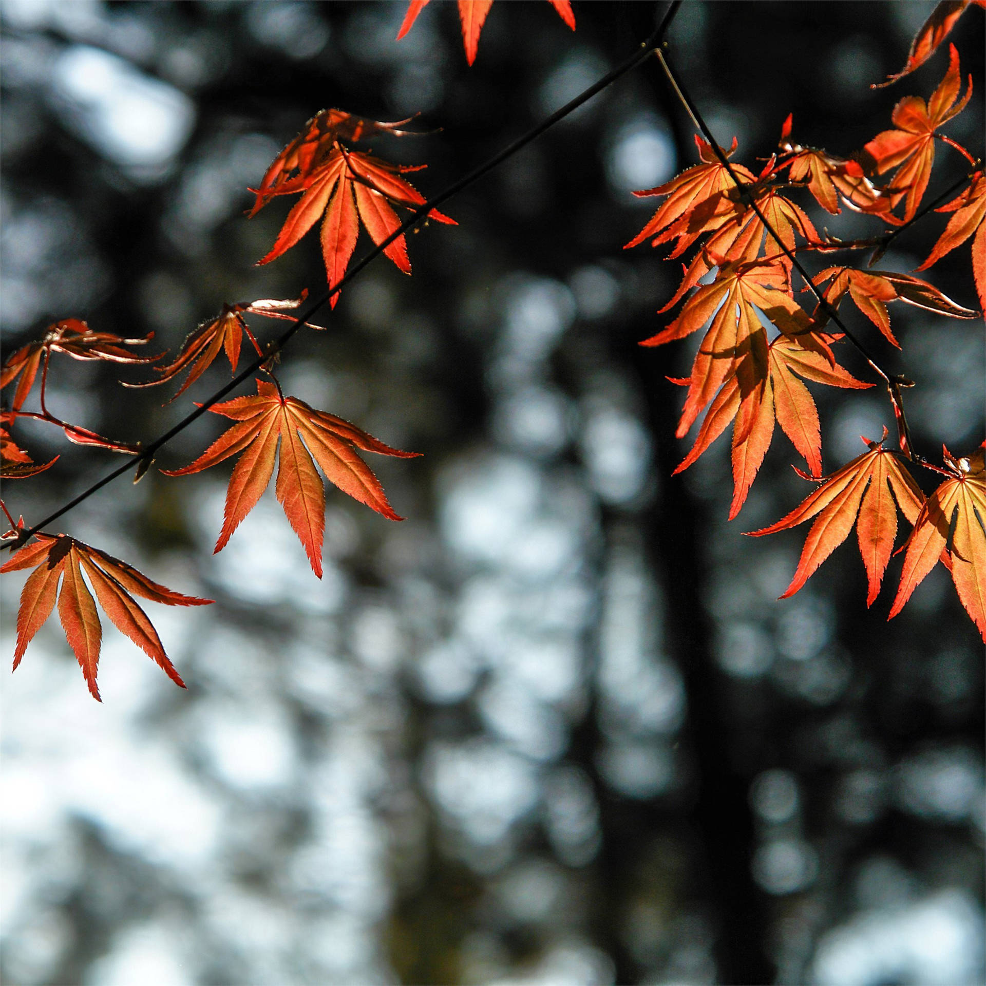 4k Ipad Autumn Leaves Background